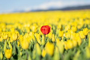 Coquelicot rouge seul au milieu d'un champs de tulipe jaune en Provence, dans le sud de la France, avec les montagnes enneigés au loin.