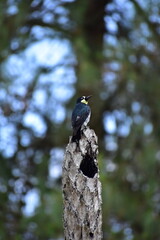 Fototapeta premium great woodpecker