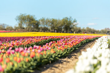 Champs de tulipes multicolores dans le sud de la France, près de la ville de Lurs, avec un beau...