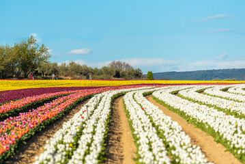 Fototapeta na wymiar Champs de tulipes multicolores dans le sud de la France, près de la ville de Lurs, avec un beau ciel bleu