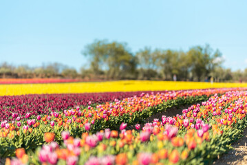 Fototapeta premium Champs de tulipes multicolores dans le sud de la France, près de la ville de Lurs, avec un beau ciel bleu
