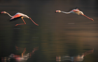 A panning shot of Greater Flamingo flying at Tubli bay in the morning, Bahrain