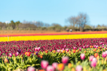 Fototapeta na wymiar Champs de tulipes multicolores dans le sud de la France, près de la ville de Lurs, avec un beau ciel bleu