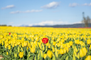 Coquelicot rouge seul au milieu d'un champs de tulipe jaune en Provence, dans le sud de la France, avec les montagnes enneigés au loin.