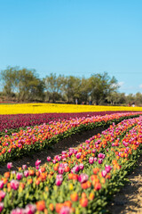 Champs de tulipes multicolores dans le sud de la France, près de la ville de Lurs, avec un beau ciel bleu