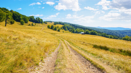 Fototapeta na wymiar lane through grassy meadow. beech forest on the hills. summer landscape of carpathian mountains