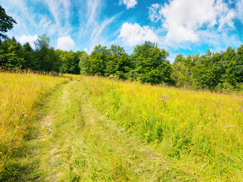 trail through the grassy forest glade. sunny weather with fluffy clouds on the blue sky. travel carpathians in summer