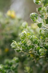 Primer plano de una planta en el bosque
