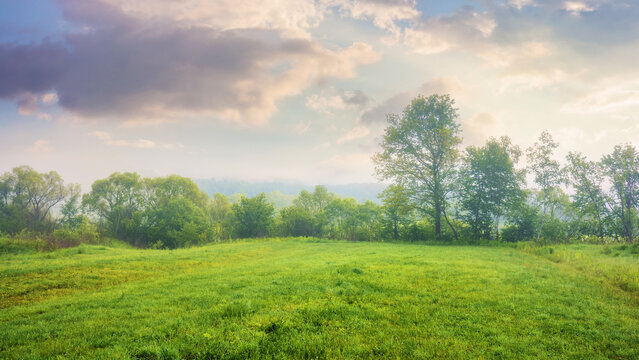 rural landscape with deciduous trees and grassy field. distant forest beneath a cloudy sky. foggy morning weather