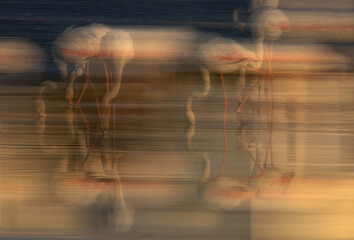 Motion blur shot of Greater Flamingos feeding at Tubli bay in the morning, Bahrain