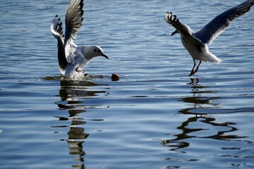 Two seagulls soaring above tranquil blue ocean water.