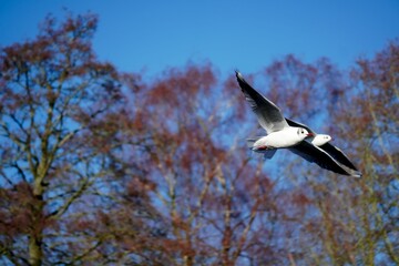 White seagulls soaring high against a backdrop of tall trees on a sunny day.