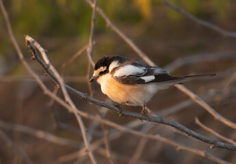 Closeup of a Masked shrike perched on tree, Bahrain
