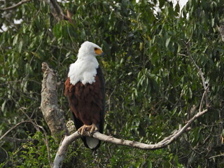 Maasai Mara, Kenya Safari