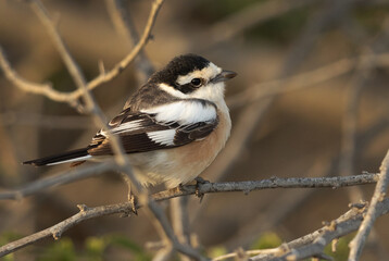 Closeup of a Masked shrike perched on tree, Bahrain