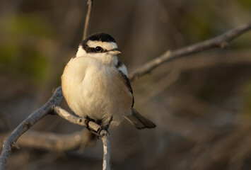 Obraz premium Masked shrike perched on tree at Hamala, Bahrain