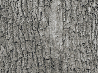 Obraz premium Acer tataricum L bark vector illustration. Tartar maple texture or background 