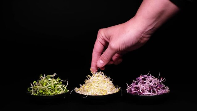 Female hand putting bio green radish, purple radish and alfalfa sprouts on little plates. Fresh organic micro greens or edible seedlings. Concept of healthy lifestyle, vegetarian or raw food diet. 4K