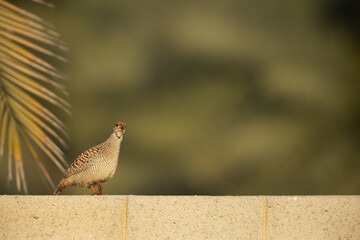 Grey francolin on a wall at Hamala, Bahrain
