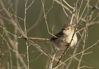 Fototapeta premium Graceful prinia perched on bush in the morning hours, Bahrain
