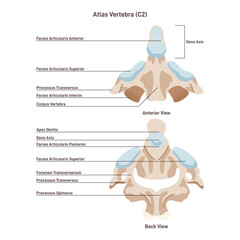 Axis. The second cervical vertebra of a spine. Front and back view
