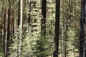the greenery of the spring forest