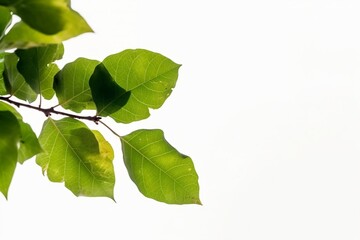 Obraz premium A Green Leafy Tree Branch in Solitude