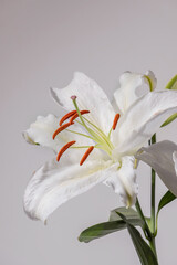 Lilly flowers on white background. Flora  wallpaper backdrop.