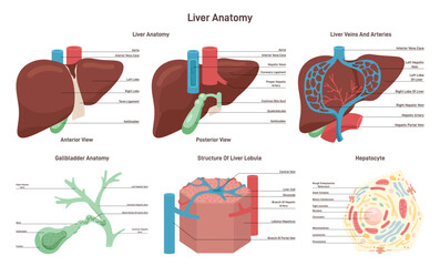 Liver anatomy set. Hepatic system organ lobule and hepatocyte - obrazy, fototapety, plakaty