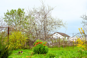 spring in a village yard, flowers and fruit trees bloom, a house in the background.