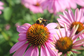 Coneflower and bee