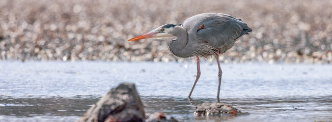 Heron standing in water fishing for food. Pipers Lagoon Park, Nanaimo, Vancouver Island, British Columbia, Canada.