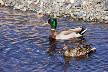 Wild Duck, Mallard, in a river by the Pacific Ocean Shore. Qualicum Beach, Vancouver Island, British Columbia, Canada.