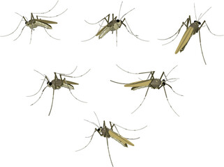 Vector illustration sketch of a disease-causing blood-sucking mosquito