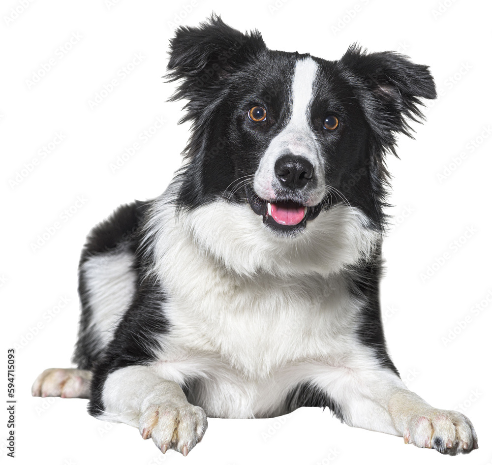 Poster border collie panting, lying down, isolated on white