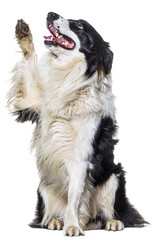 Border collie dog high five and looking up, isolated