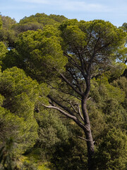 Beautiful and peaceful forest with green moss covering the forest floor