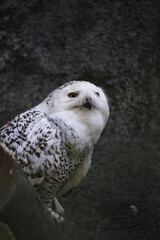 White owl sitting on wooden log
