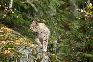 Lynx se d&eacute;pla&ccedil;ant