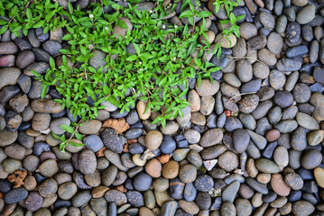 pebble pebble beach stone background seamless for design use natural pebble coastal nature background texture, thailand