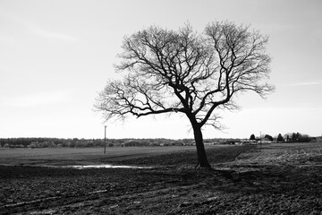 A Tranquil Monochrome Landscape of a bare lone tree