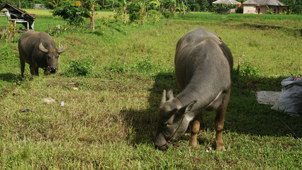 A buffalo is eating grass with the mountains in the background. Landscape view