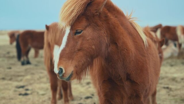 Closeup - The Icelandic horse is a breed of horse developed in Iceland. Closeup Icelandic horses.