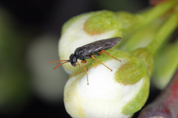 Plum fruit sawfly or plum sawfly or black plum sawfly (Hoplocampa minuta). Larvae bore in the...