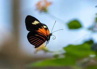 Fototapeta na wymiar butterfly in flight