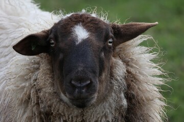 Closeup of a black-headed white sheep looking at the camera.