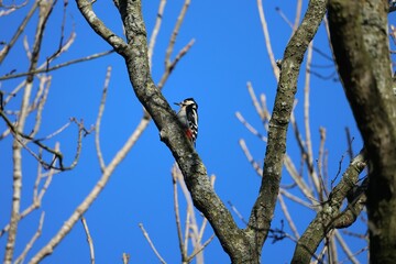 Great spotted woodpecker perched on a tree branch against the background of the blue sky.