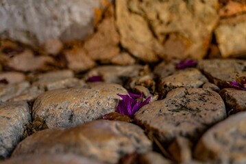 Petals of flowers grown between cable stones