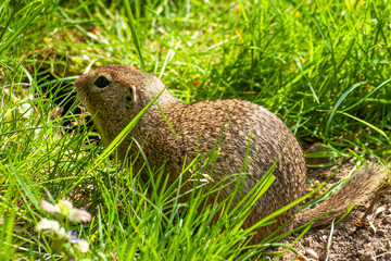Ziesel, Citellus, Spermophilus