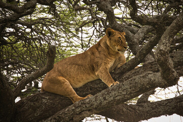 Löwing auf Baum im Ndutu Schutzgebiet. Safari. Wildbeobachtung, Tanzanina, Afrika  